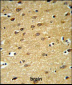LINGO-1(LRRN6A)-S596 (C-term) Antibody